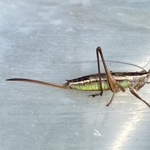 Conocephalus semivittatus at Burra, NSW - 4 Apr 2022