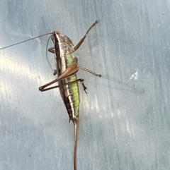 Conocephalus semivittatus at Burra, NSW - suppressed