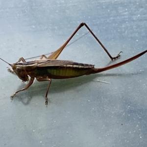 Conocephalus semivittatus at Burra, NSW - suppressed