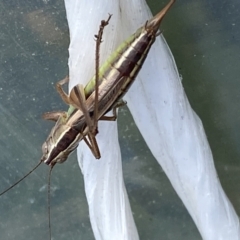 Conocephalus semivittatus at Burra, NSW - suppressed