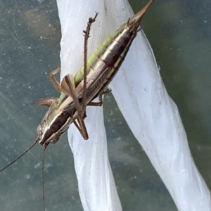 Conocephalus semivittatus at Burra, NSW - 4 Apr 2022