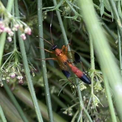 Ctenochares bicolorus (Black-tipped orange ichneumon) at QPRC LGA - 4 Apr 2022 by Steve_Bok