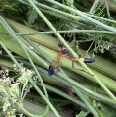 Ctenochares bicolorus at Burra, NSW - suppressed