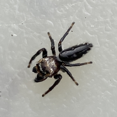 Unverified Spider by SteveBorkowskis