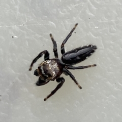 Unidentified Spider (Araneae) at Burra, NSW - 4 Apr 2022 by SteveBorkowskis