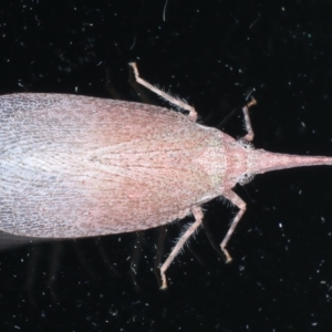 Rentinus dilatatus at Ainslie, ACT - 2 Apr 2022