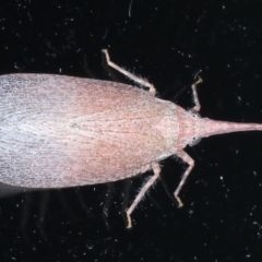 Rentinus dilatatus (Fulgorid planthopper) at Ainslie, ACT - 2 Apr 2022 by jb2602