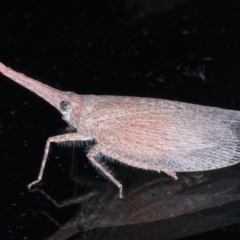 Rentinus dilatatus at Ainslie, ACT - 2 Apr 2022