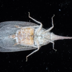 Rentinus dilatatus at Ainslie, ACT - 2 Apr 2022