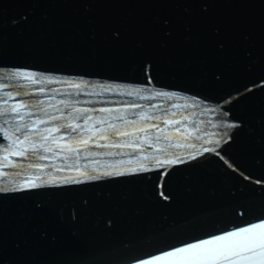 Ciampa arietaria (Brown Pasture Looper Moth) at Ainslie, ACT - 1 Apr 2022 by jb2602