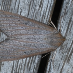 Paralaea porphyrinaria (Chestnut Vein Crest Moth) at Ainslie, ACT - 31 Mar 2022 by jb2602