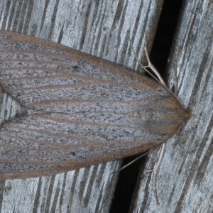 Paralaea porphyrinaria at Ainslie, ACT - 31 Mar 2022