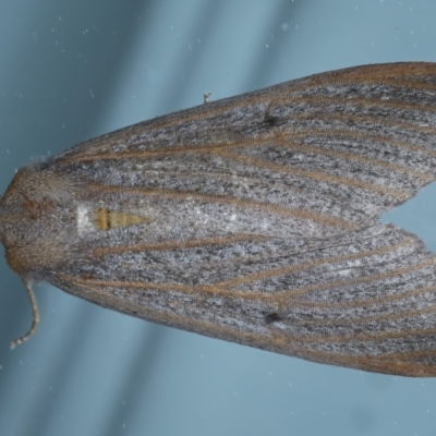 Paralaea porphyrinaria (Chestnut Vein Crest Moth) at Ainslie, ACT - 2 Apr 2022 by jb2602