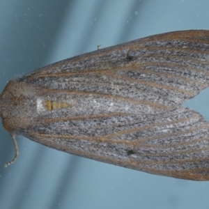 Paralaea porphyrinaria at Ainslie, ACT - 2 Apr 2022