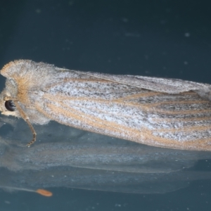 Paralaea porphyrinaria at Ainslie, ACT - 2 Apr 2022