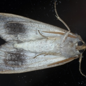 Paralaea porphyrinaria at Ainslie, ACT - 2 Apr 2022