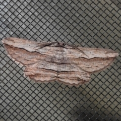 Euphronarcha luxaria (Striated Bark Moth) at Wanniassa, ACT - 4 Apr 2022 by JohnBundock