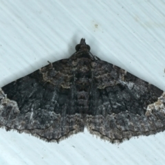 Epyaxa sodaliata (Sodaliata Moth, Clover Moth) at Ainslie, ACT - 2 Apr 2022 by jb2602