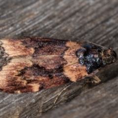 Araeopaschia sp. ANIC19 (A Pyralid moth (Epipaschinae) at Melba, ACT - 16 Feb 2022 by kasiaaus