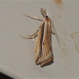 Hednota acontophora at Wanniassa, ACT - 4 Apr 2022