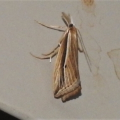 Hednota acontophora (A Crambid Moth) at Wanniassa, ACT - 4 Apr 2022 by JohnBundock