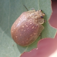 Unidentified Leaf beetle (Chrysomelidae) (TBC) at Murrumbateman, NSW - 4 Apr 2022 by SimoneC