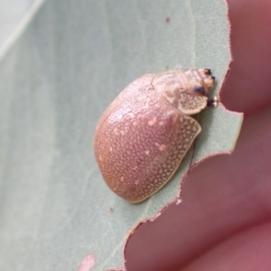 Paropsis bella at Murrumbateman, NSW - 4 Apr 2022