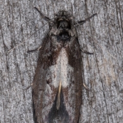 Oenochroa lactella (A Concealer moth) at Melba, ACT - 16 Feb 2022 by kasiaaus