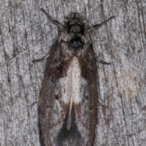 Oenochroa lactella at Melba, ACT - 16 Feb 2022 09:51 PM