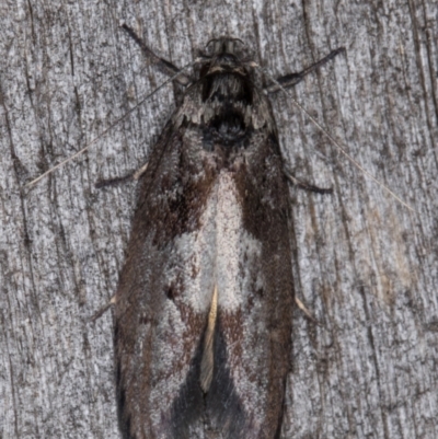 Oenochroa lactella (A Concealer moth) at Melba, ACT - 16 Feb 2022 by kasiaaus