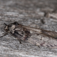 Oenochroa lactella at Melba, ACT - 16 Feb 2022 09:51 PM