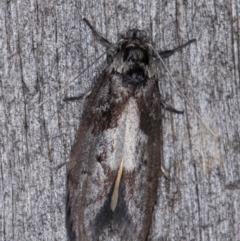 Oenochroa lactella at Melba, ACT - 16 Feb 2022