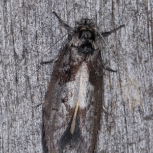 Oenochroa lactella at Melba, ACT - 16 Feb 2022 09:51 PM