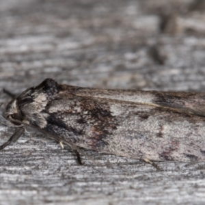 Oenochroa lactella at Melba, ACT - 16 Feb 2022 09:51 PM