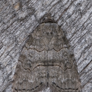 Calathusa sp nr dispila at Melba, ACT - 16 Feb 2022