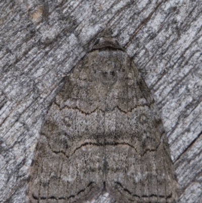 Calathusa sp nr dispila at Melba, ACT - 16 Feb 2022 by kasiaaus