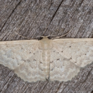 Idaea philocosma at Melba, ACT - 16 Feb 2022