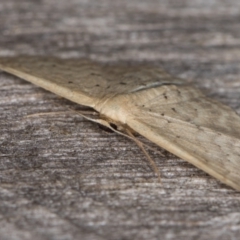 Idaea philocosma at Melba, ACT - 16 Feb 2022