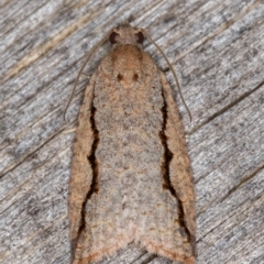 Meritastis undescribed species (A Tortricid moth) at Melba, ACT - 16 Feb 2022 by kasiaaus