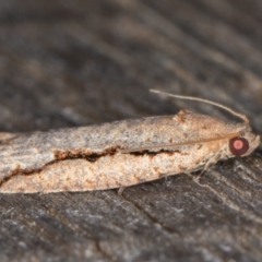 Meritastis undescribed species at Melba, ACT - 16 Feb 2022 09:55 PM