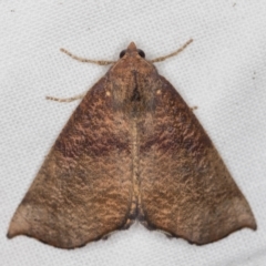 Mnesampela privata (Autumn Gum Moth) at Melba, ACT - 16 Feb 2022 by kasiaaus