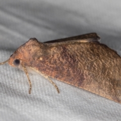 Mnesampela privata at Melba, ACT - 16 Feb 2022 09:57 PM