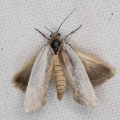 Philobota (genus) (Unidentified Philobota genus moths) at Melba, ACT - 16 Feb 2022 by kasiaaus