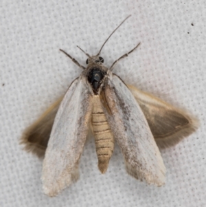 Philobota (genus) at Melba, ACT - 16 Feb 2022 10:00 PM