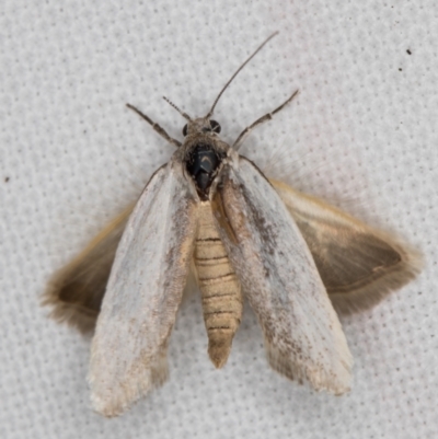 Philobota (genus) (Unidentified Philobota genus moths) at Melba, ACT - 16 Feb 2022 by kasiaaus