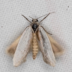 Philobota (genus) at Melba, ACT - 16 Feb 2022