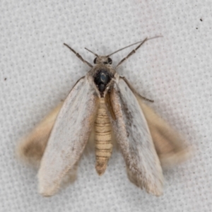 Philobota (genus) at Melba, ACT - 16 Feb 2022 10:00 PM