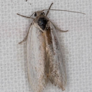 Philobota (genus) at Melba, ACT - 16 Feb 2022 10:00 PM