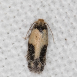 Pectinivalva commoni group undescribed species at Melba, ACT - 16 Feb 2022 10:01 PM