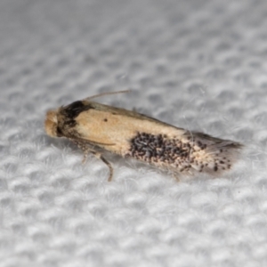 Pectinivalva commoni group undescribed species at Melba, ACT - 16 Feb 2022